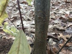 Cryphonectria parasitica