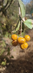 Celtis pallida