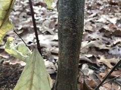 Cryphonectria parasitica