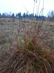 Juncus effusus pacificus