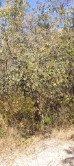Celtis pallida
