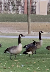 Branta canadensis