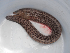 Muraena lentiginosa
