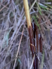 Juncus effusus pacificus