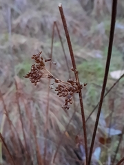 Juncus effusus pacificus