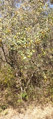 Celtis pallida