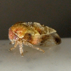 Cyrtolobus