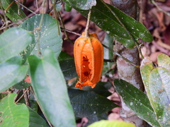 Aristolochia deltantha
