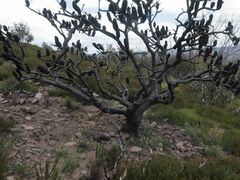 Banksia canei