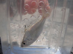 Eucinostomus currani