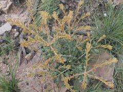 Banksia canei