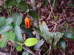 Aristolochia deltantha