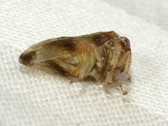 Cyrtolobus