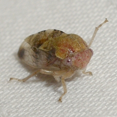 Cyrtolobus