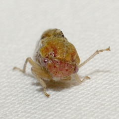 Cyrtolobus