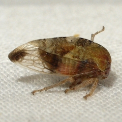 Cyrtolobus