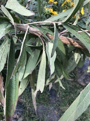 Aldama excelsa