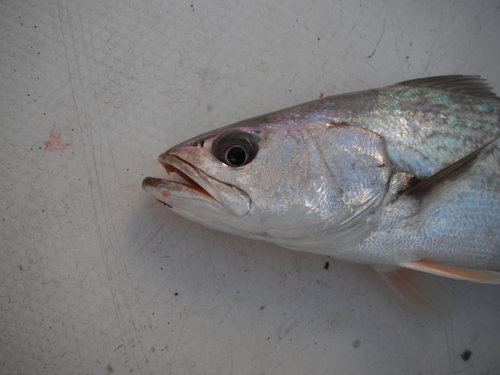 Striped corvina (Cynoscion reticulatus) — Sciaenidae — 4