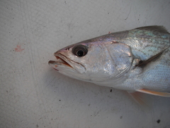 Cynoscion reticulatus