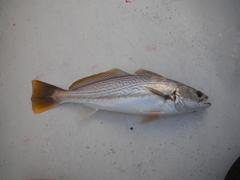 Cynoscion reticulatus