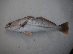 Cynoscion reticulatus