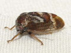 Cyrtolobus