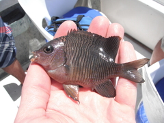 Stegastes flavilatus