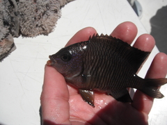 Stegastes flavilatus