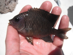 Stegastes flavilatus