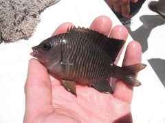 Stegastes flavilatus
