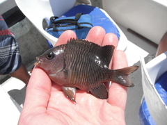 Stegastes flavilatus