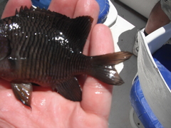 Stegastes flavilatus