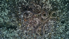 Masticophis taeniatus
