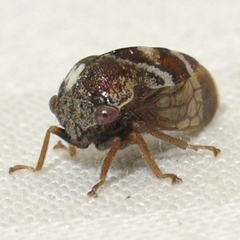 Cyrtolobus