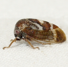 Cyrtolobus