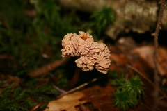 Xylaria flabelliformis