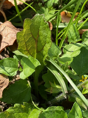 Salvia lyrata
