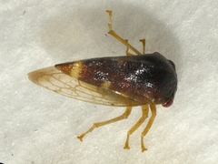 Cyrtolobus