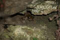 Eleutherodactylus marnockii