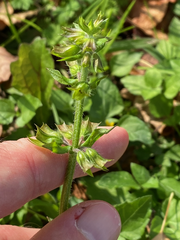 Salvia lyrata