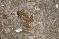 Eleutherodactylus marnockii