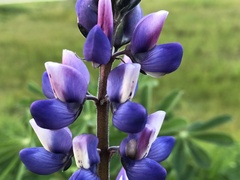 Lupinus nanus