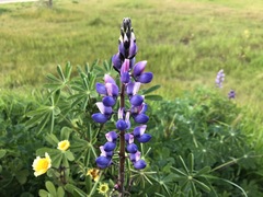 Lupinus nanus