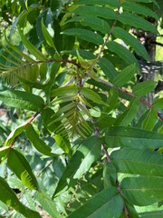 Zanthoxylum ailanthoides ailanthoides