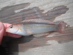 Halichoeres dispilus