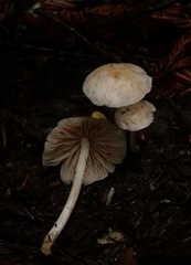 Entoloma sericellum