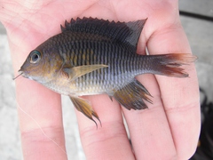 Stegastes flavilatus