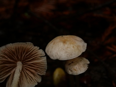 Entoloma sericellum