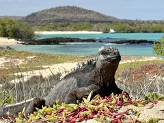 Amblyrhynchus cristatus hassi