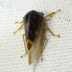 Cyrtolobus